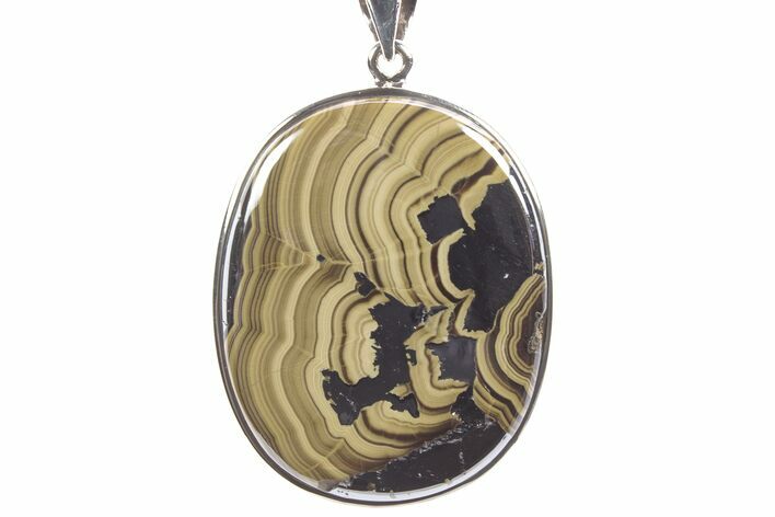 Polished Schalenblende Pendant (Necklace) - Sterling Silver #241253